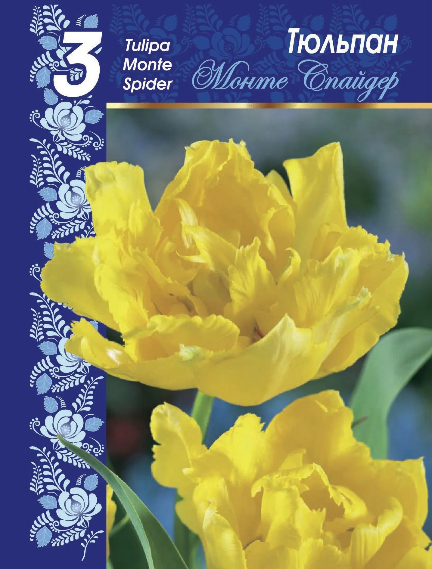 Монте Спайдер