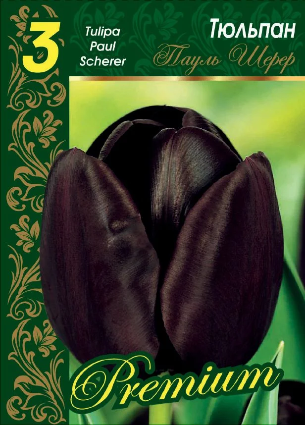 Пауль Шерер