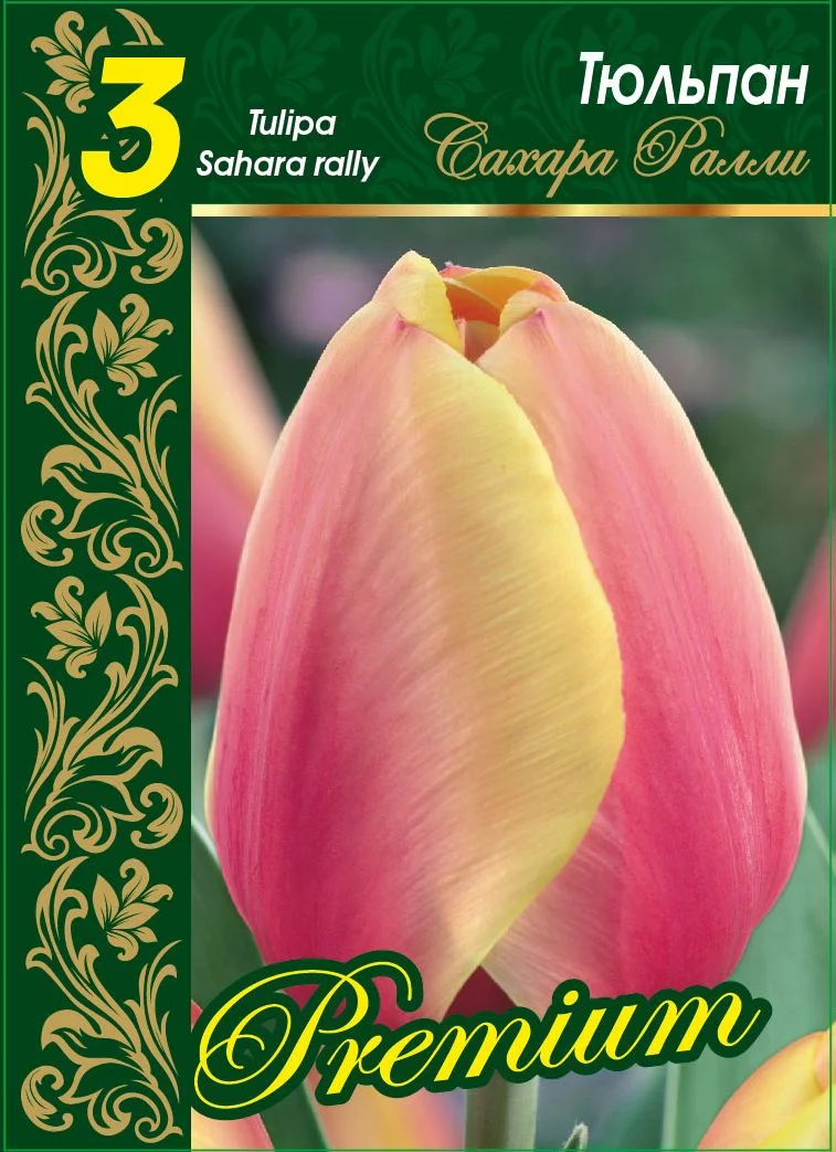 Сахара Ралли