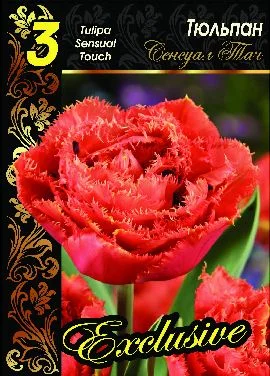 Сенсуал Тач