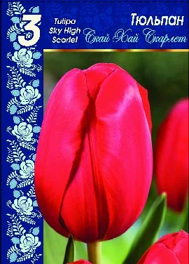 Скай Хай Скарлет