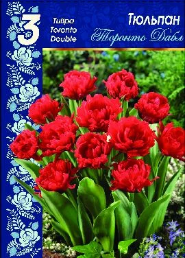 Торонто Дабл