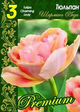 Шарминг Леди