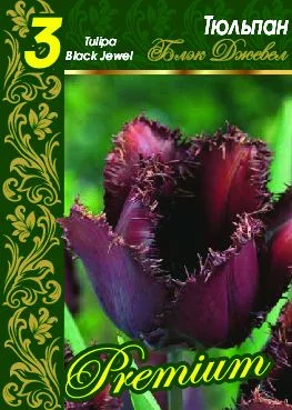 Блэк Джевел