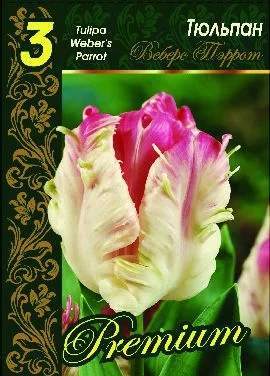 Веберс Перрот