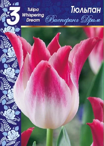 Висперинг Дрим