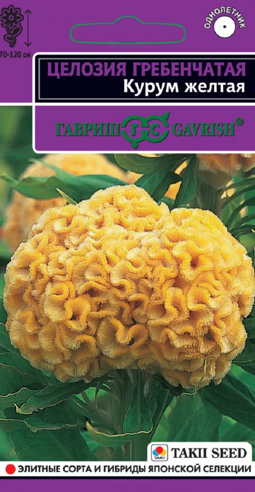 Курум желтая