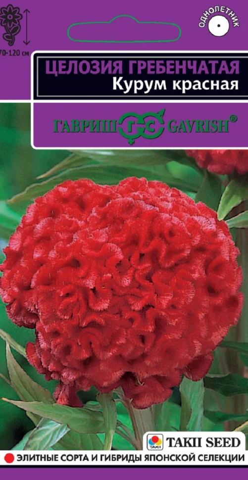 Курум красная