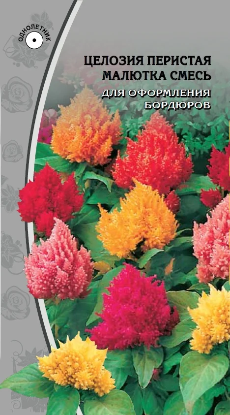 Миниатюра изображения сорта Малютка