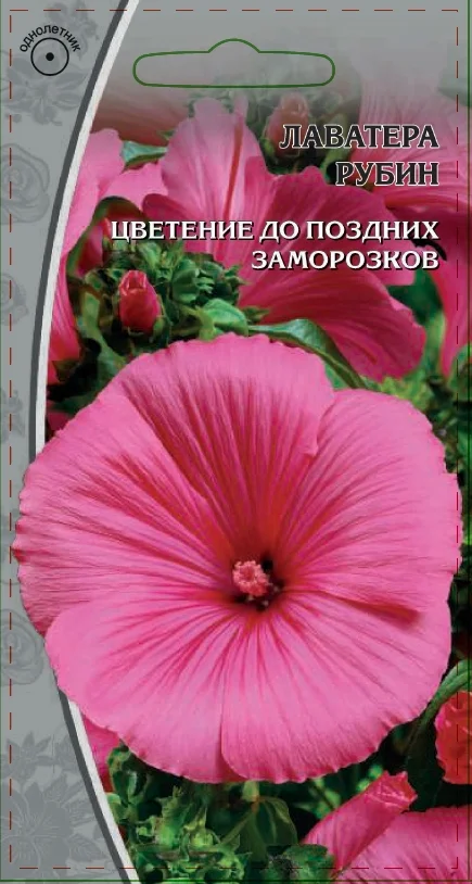 Миниатюра изображения сорта Рубин