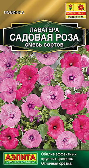 Садовая роза