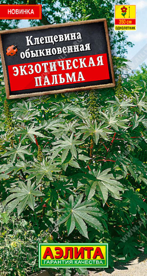 Экзотическая пальма