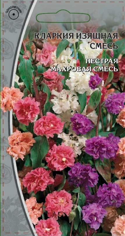 Миниатюра изображения сорта изящная