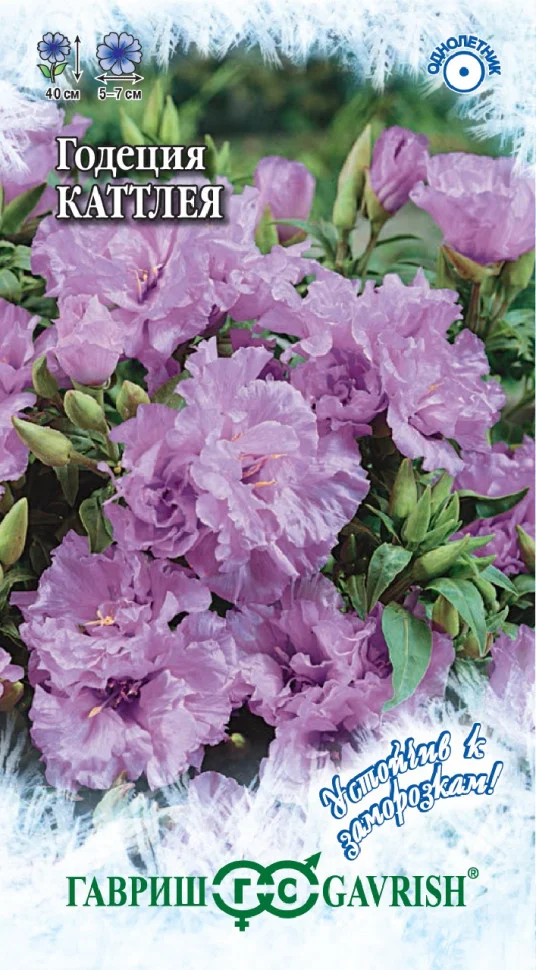 Каттлея махровая