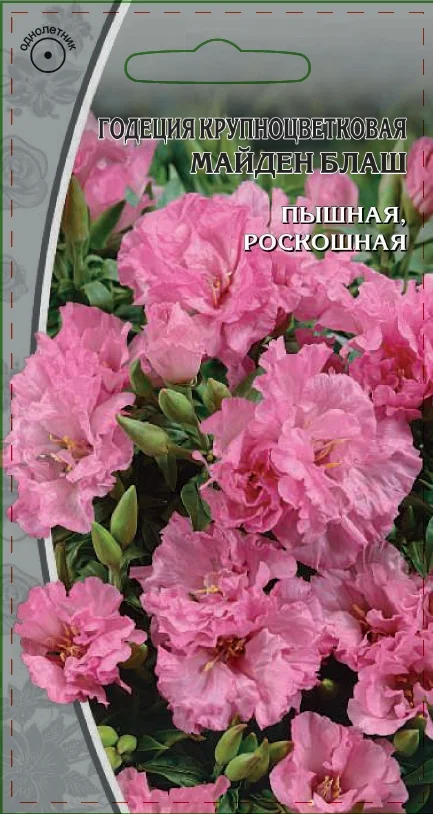 Майден Блаш