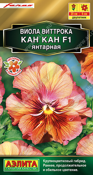 Кан Кан янтарная