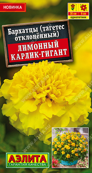 Лимонный карлик-гигант