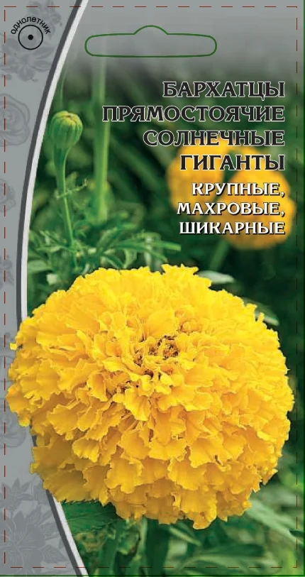 Миниатюра изображения сорта Солнечные гиганты