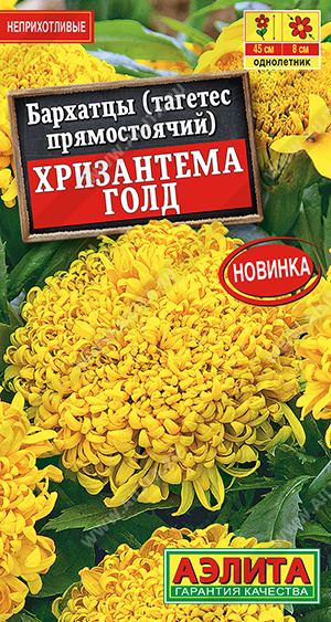 Хризантема голд