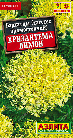 Хризантема лимон