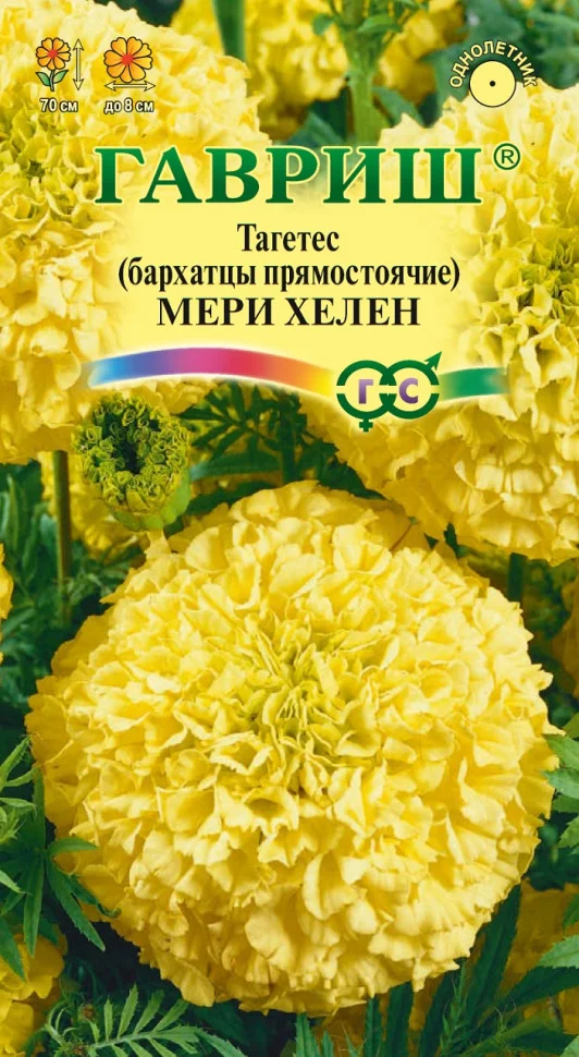Мери Хелен