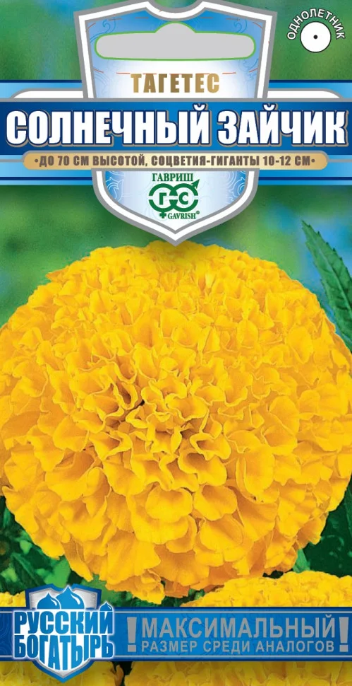 Солнечный зайчик