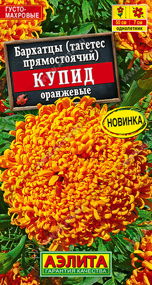 Купидон оранжевый