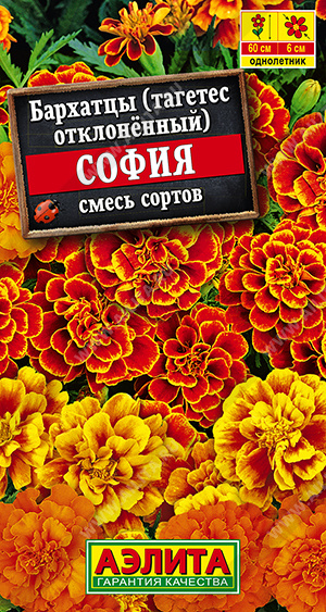 София (смесь)