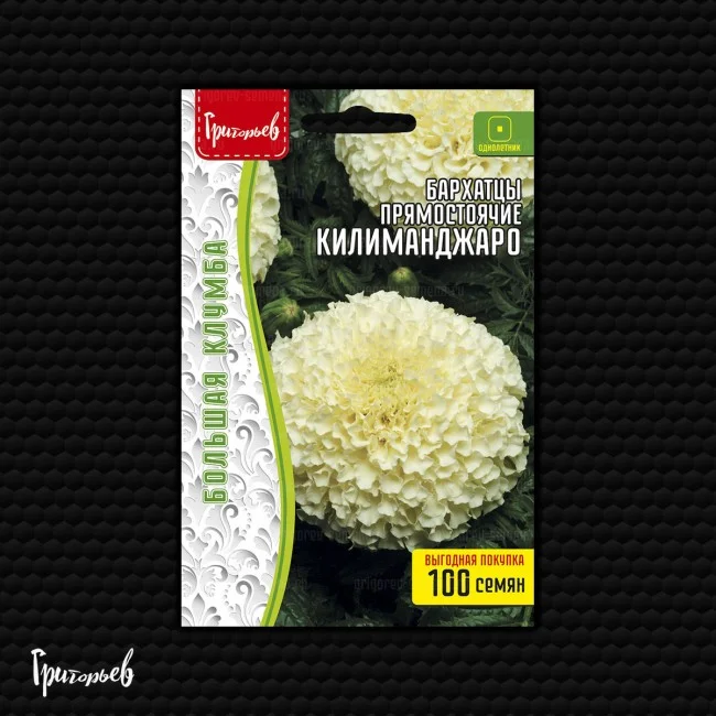 Миниатюра изображения сорта Килиманджаро