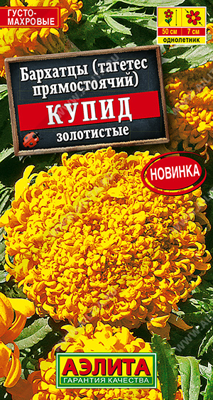 Купид золотистые 