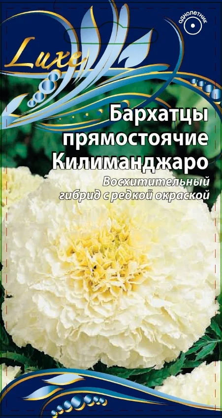 Миниатюра изображения сорта Килиманджаро