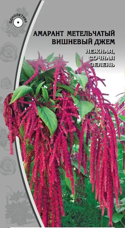 Миниатюра изображения сорта Вишневый джем