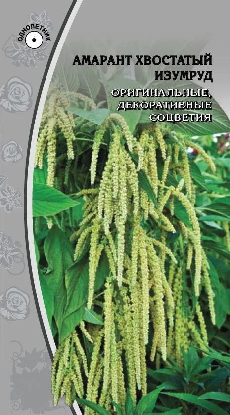 Миниатюра изображения сорта Изумруд