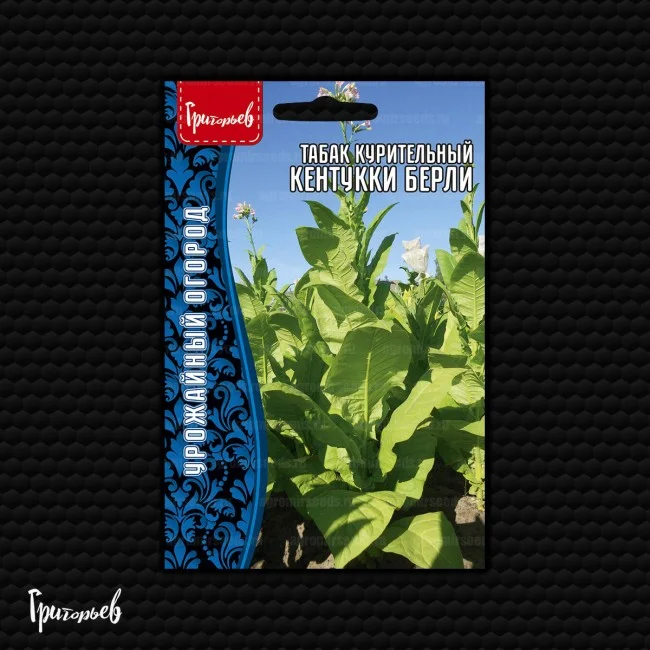 Кентукки Берли