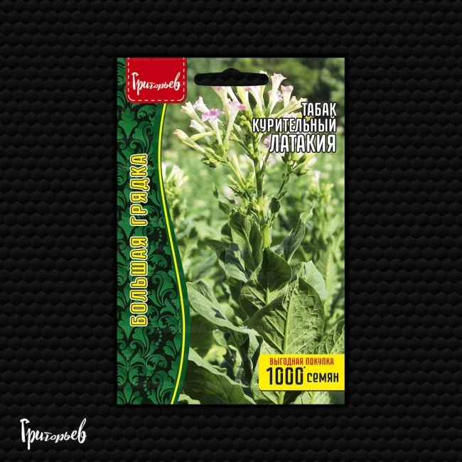 Латакия (Latakia)