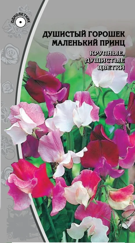 Миниатюра изображения сорта Маленький принц