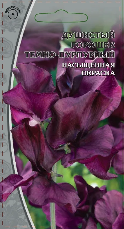 Темно-пурпурный