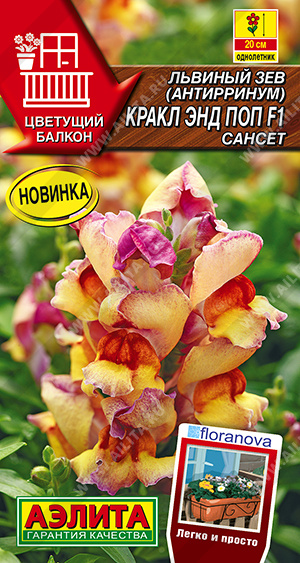 Кракл энд поп  сансет