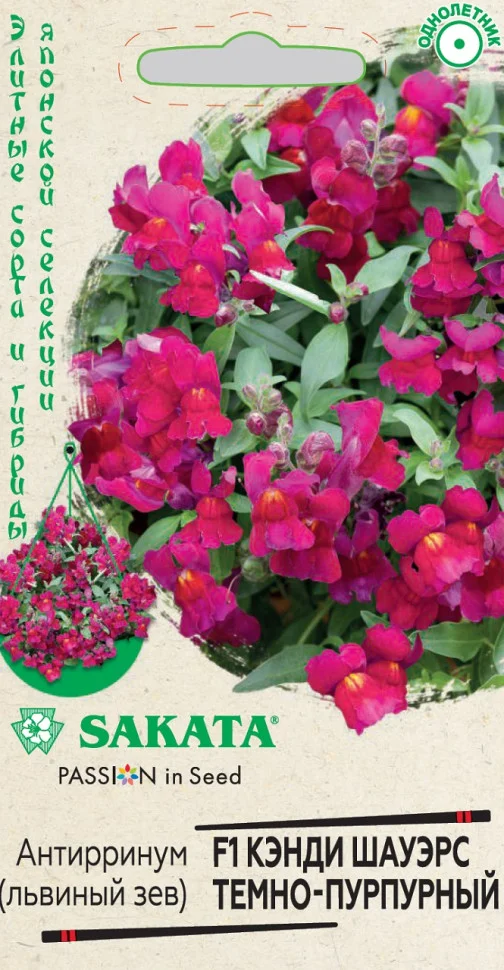 Кэнди Шауэрс темно-пурпурный