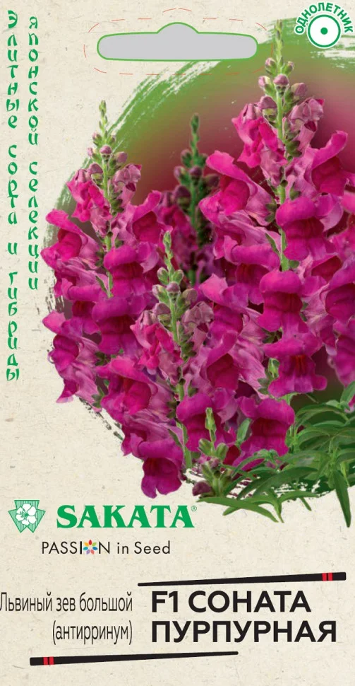 Соната пурпурная 