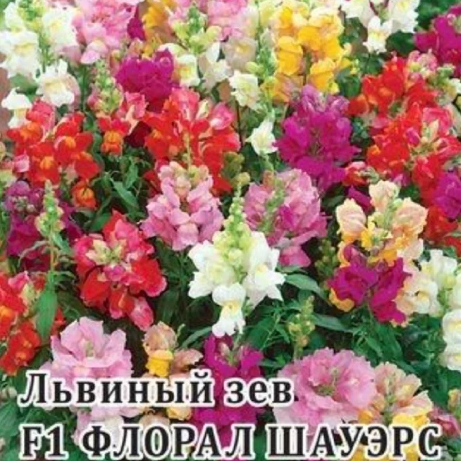 Флорал Шауэрс
