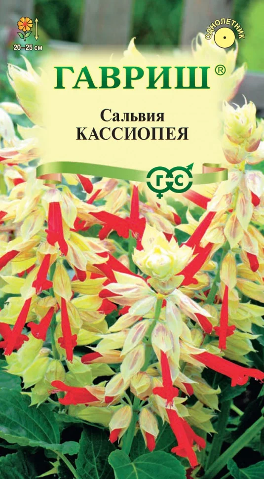 Кассиопея