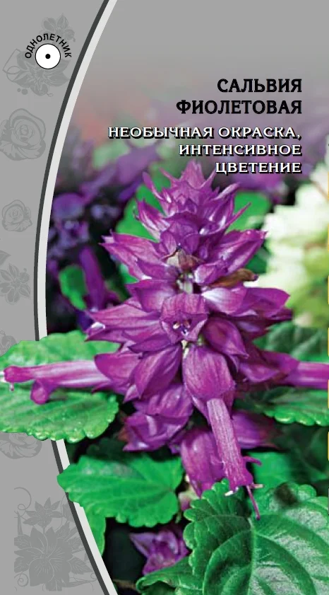 Фиолетовая