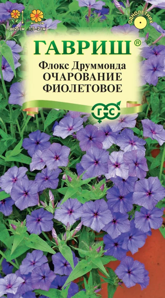 Очарование фиолетовое