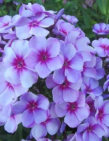 Неон Фларе Блю