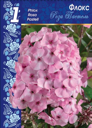 Роза Пастел