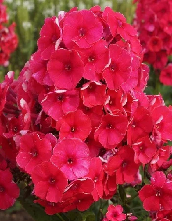 Скарлет Дримс