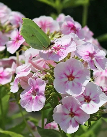 Юник Биколор