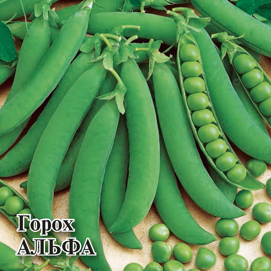 Миниатюра изображения сорта Альфа