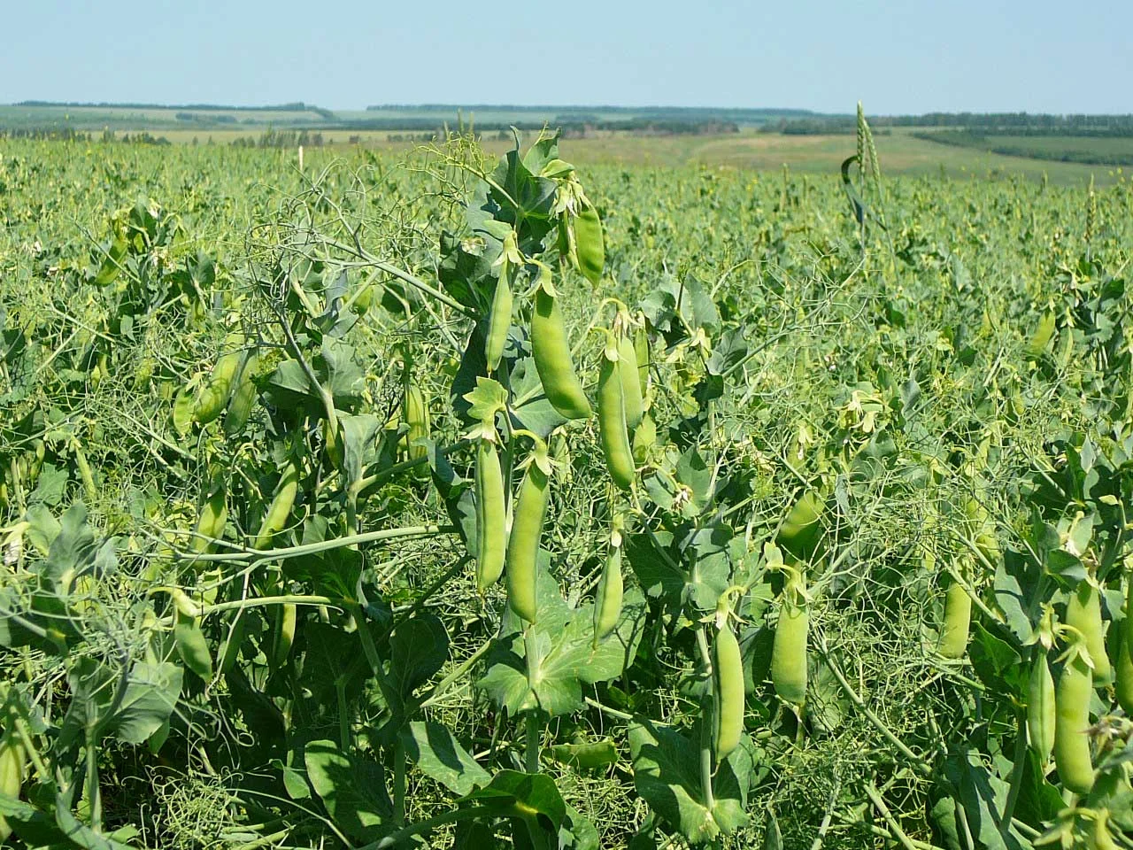 Горох Посевной